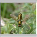 Chloromyia formosa - Waffenfliege m02.jpg